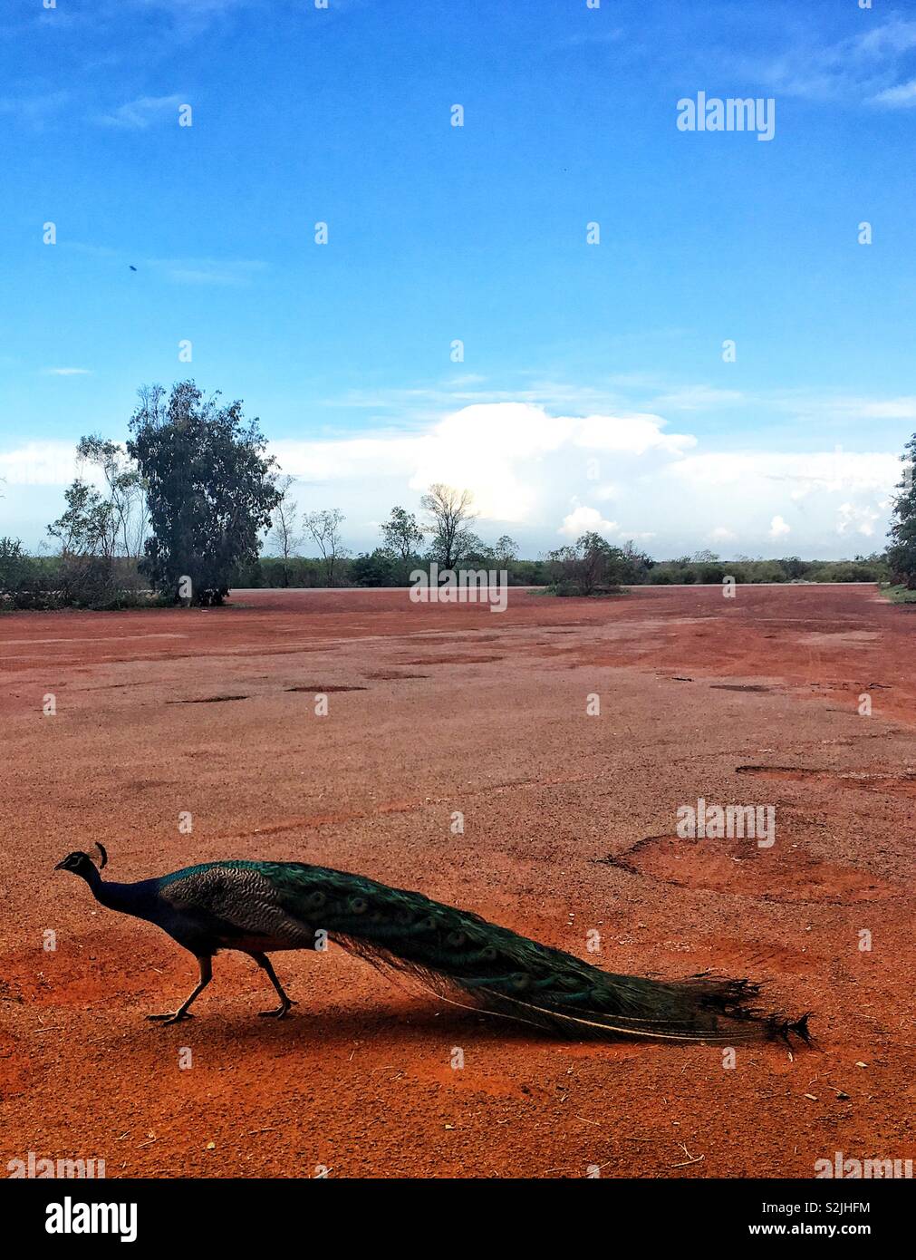 A peacock in outback Australia Stock Photo Alamy