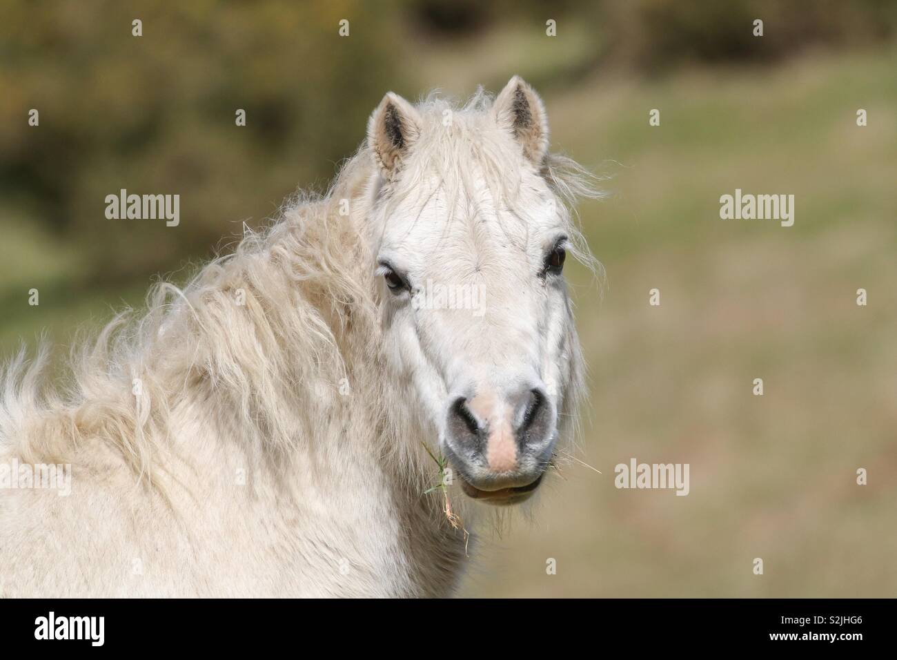 White horse Stock Photo
