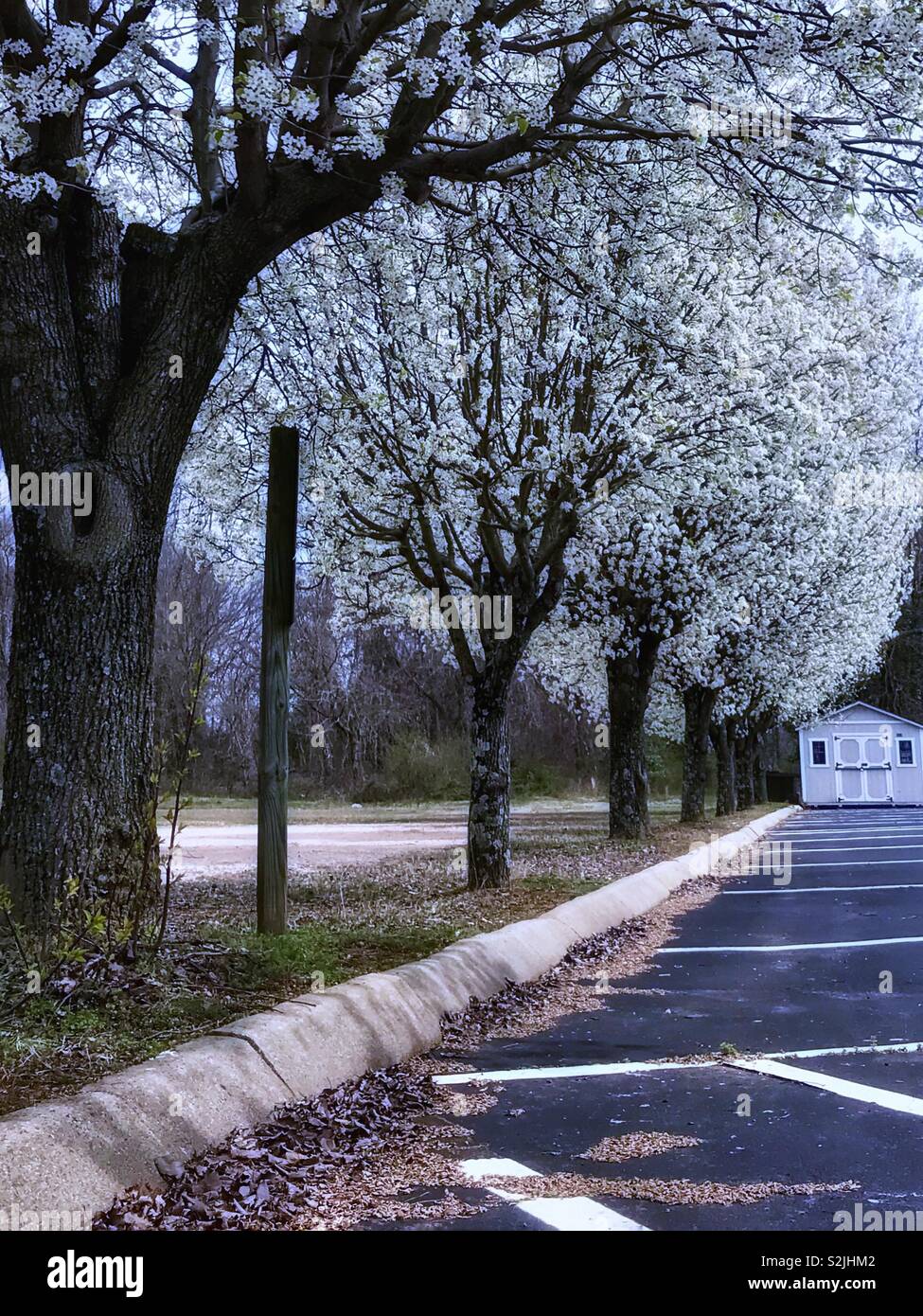 In North Carolina, a row of blooming, white pear trees on a strip between 2 parking lots, storage shed at the end - Smartphone Captured Stock Image