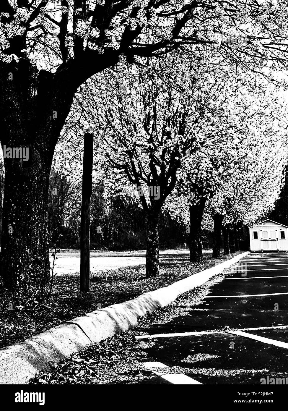 Stark black and white photo of blossoming pear trees along strip between two parking lots with outbuilding at the end - Smartphone Captured Stock Image