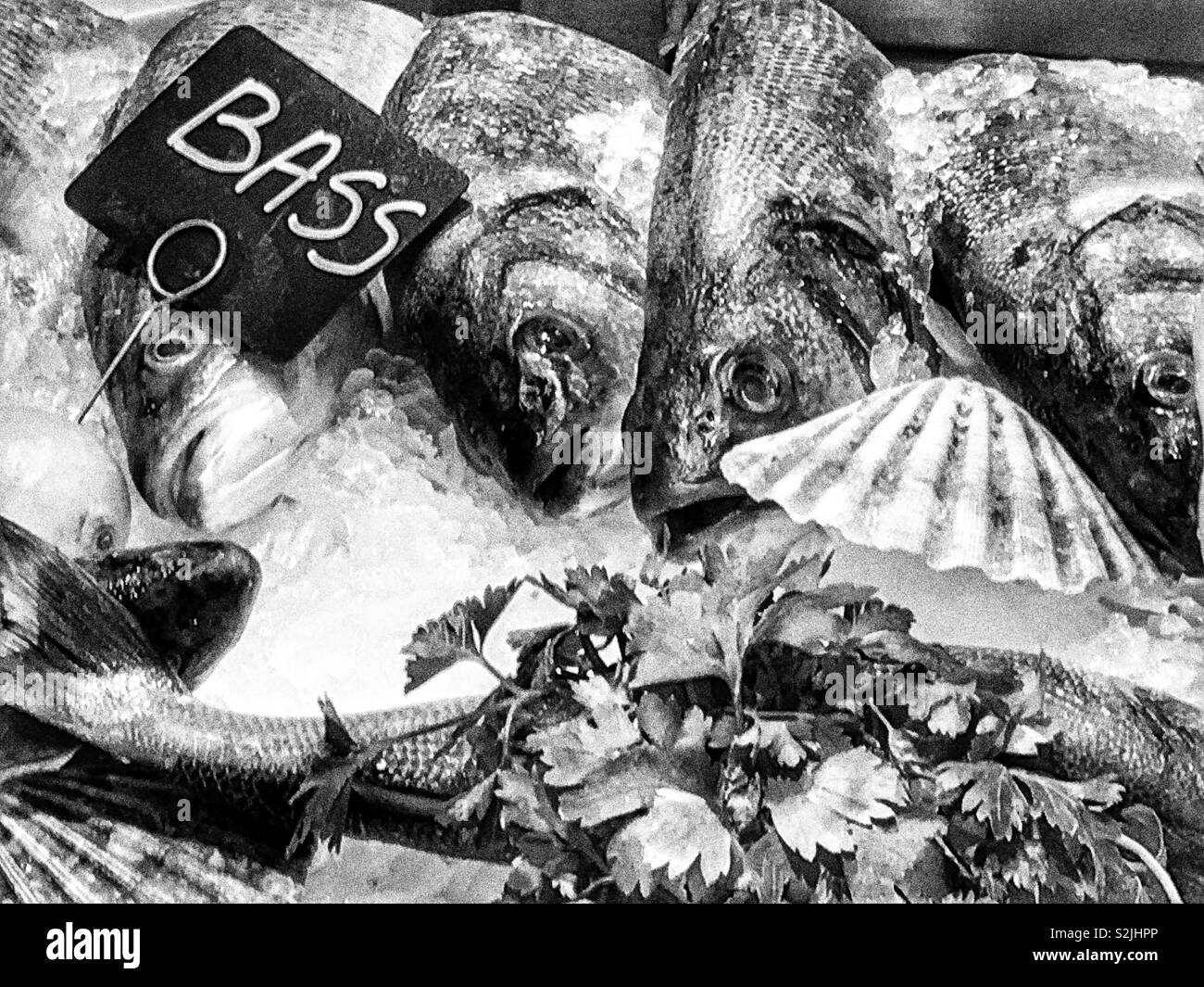 Sea bass on display on a fishmonger’s counter in black and white.  March 2019. - Smartphone Captured Stock Image