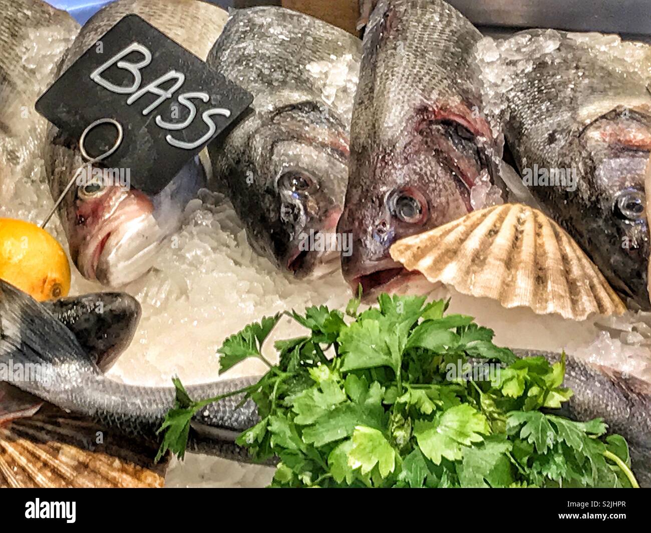 Sea bass on display on a fishmonger’s counter in colour.  March 2019. - Smartphone Captured Stock Image
