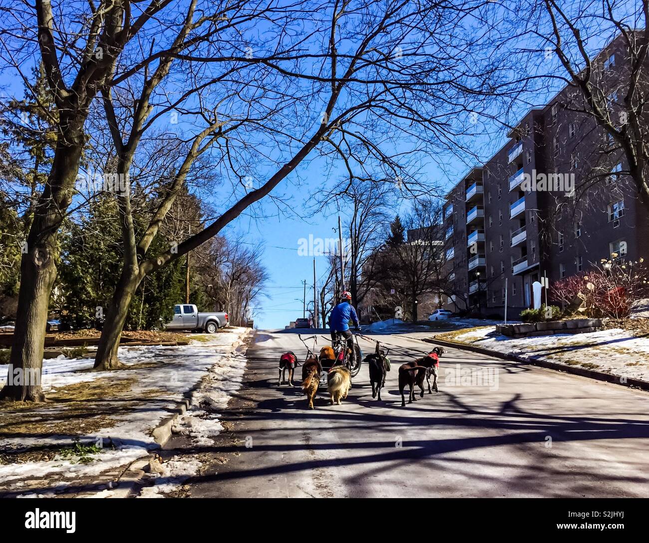 Professional dog walker - Smartphone Captured Stock Image