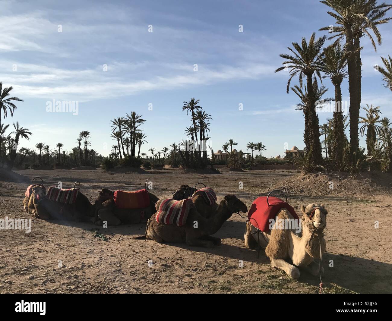 Camel train in Palm Grove in Marrakesh Morocco Stock Photo