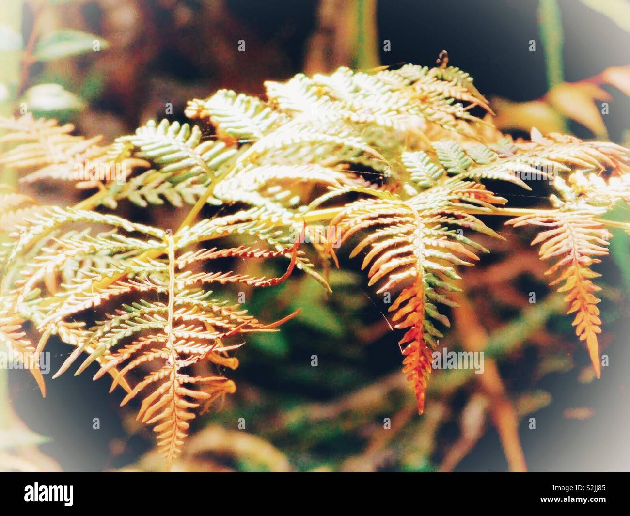 Leaves turning brown hires stock photography and images Alamy