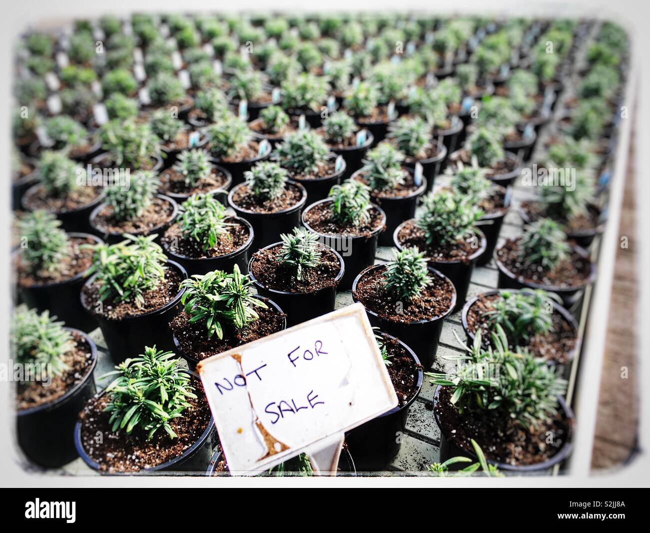 Not for sale sign Stock Photo - Alamy