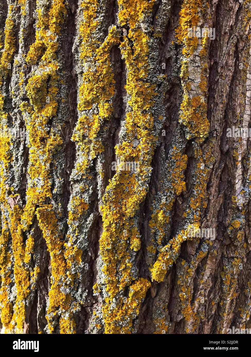 Golden lichen growing on a tree trunk. - Smartphone Captured Stock Image