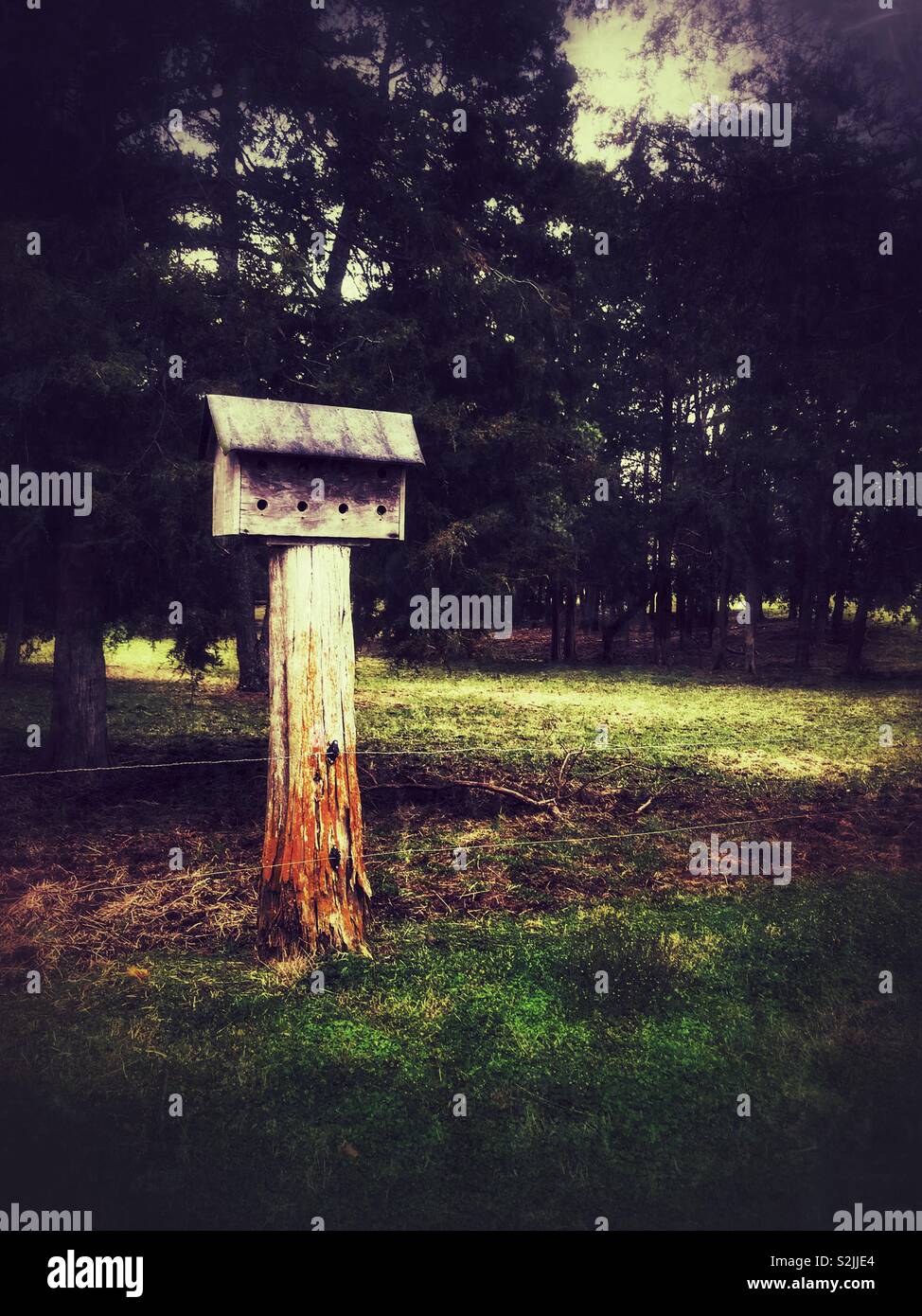 Purple Martin bird house on a post near woods - Smartphone Captured Stock Image