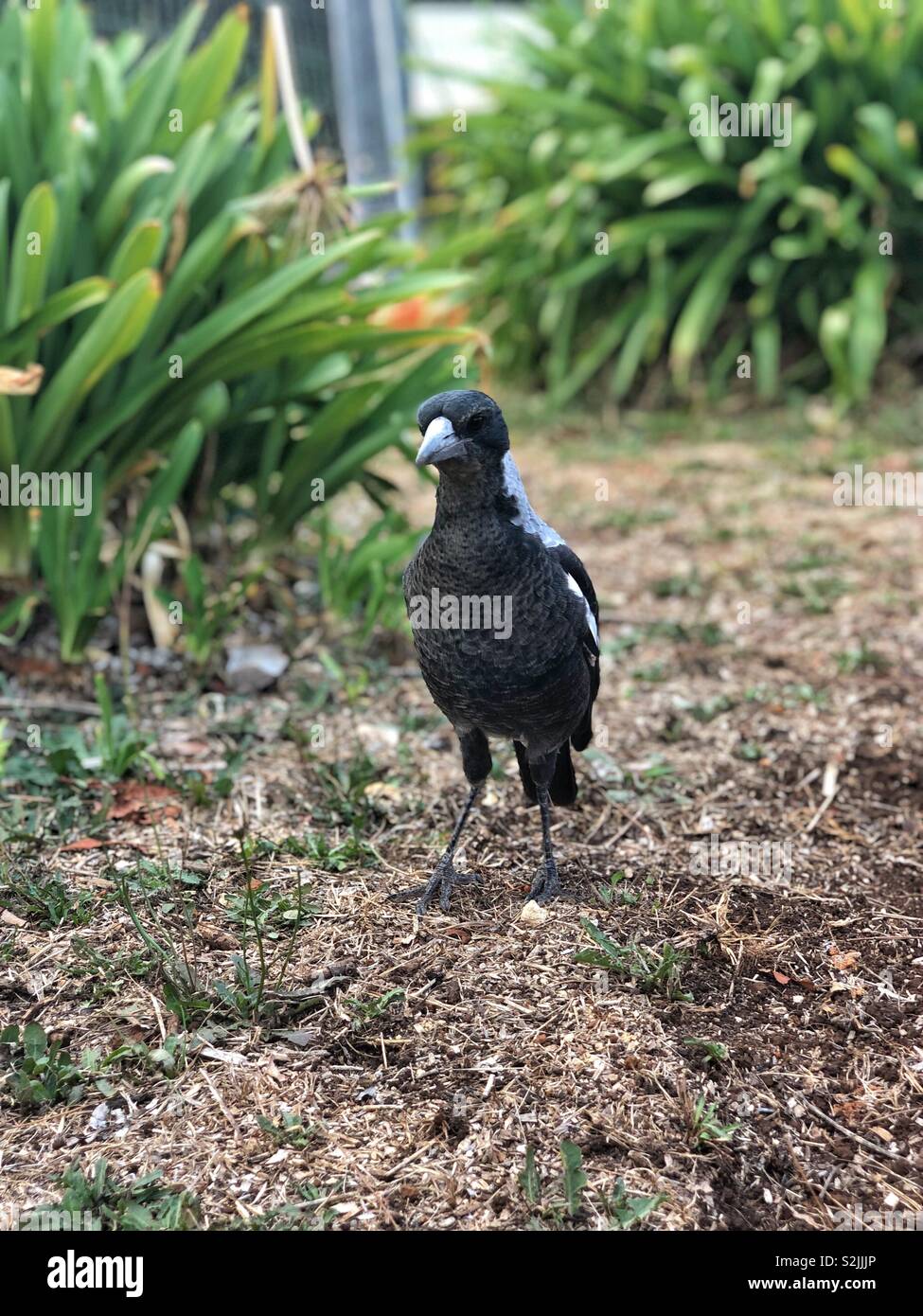 Magpie Fledgling High Resolution Stock Photography and Images - Alamy