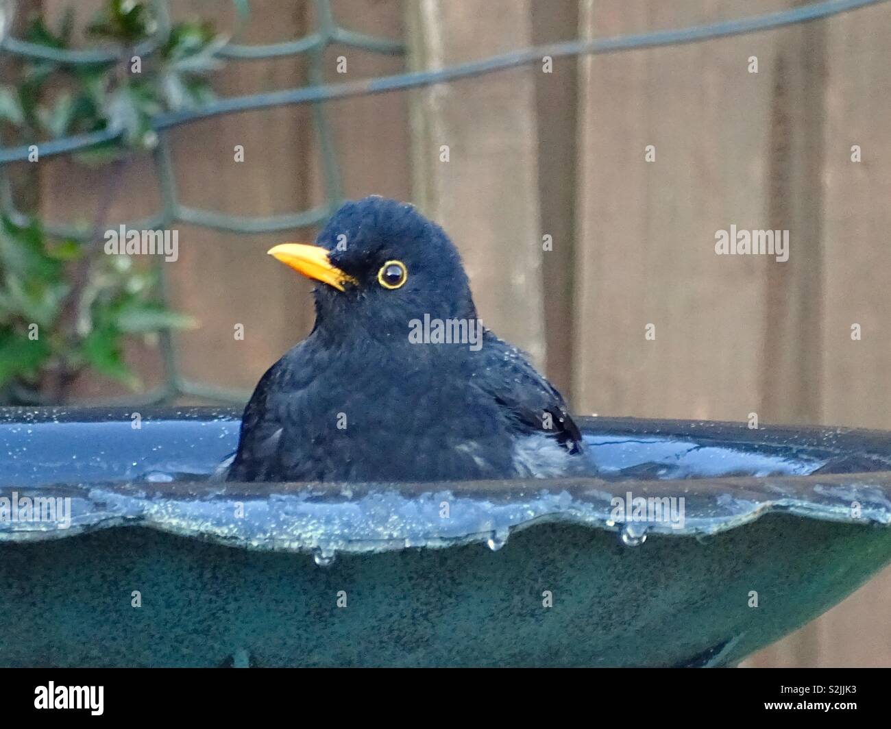 Blackbird in a birdbath Stock Photo
