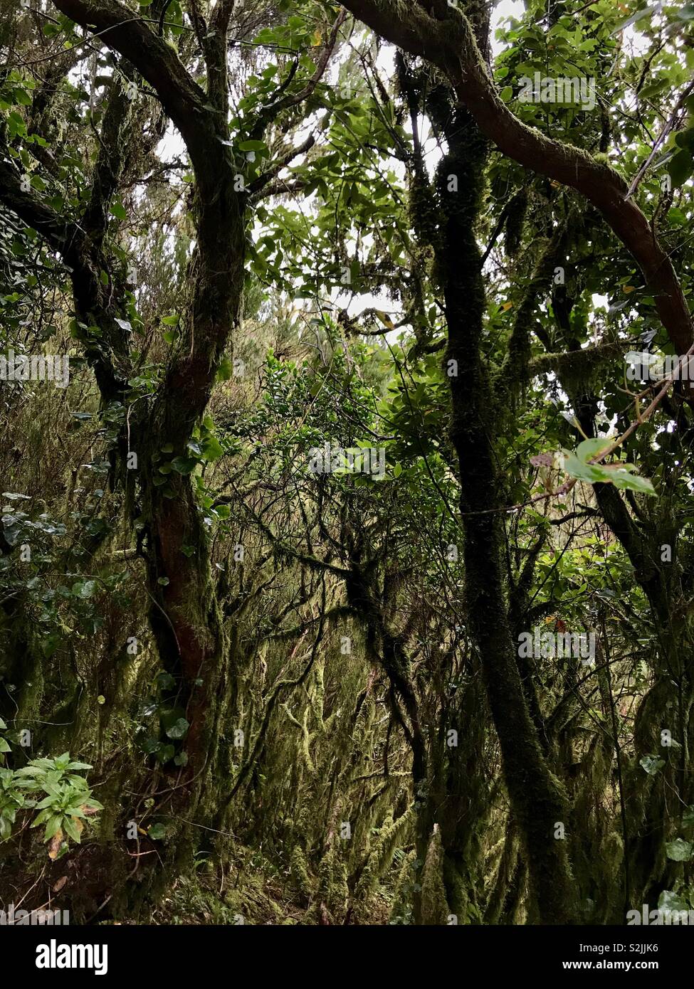 Mystical Anaga Mountain forests in Tenerife, Spain Stock Photo