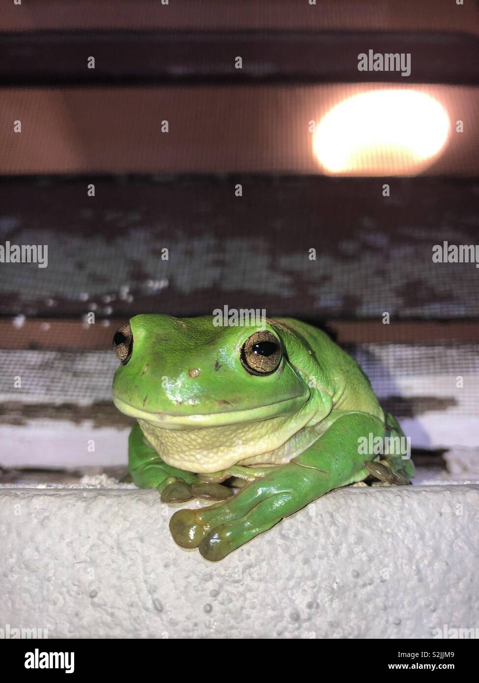 Green tree frog sitting on a windowsill and looking at the camera. Stock Photo