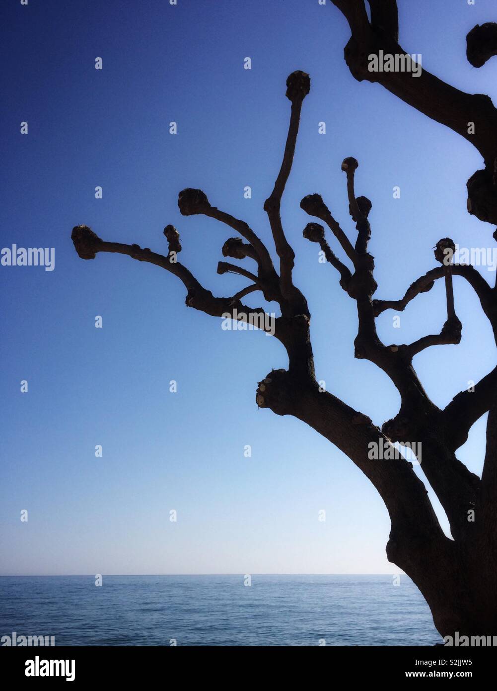 Barcelona coast tree silhouetted, El Maresme. Catalonia. Stock Photo