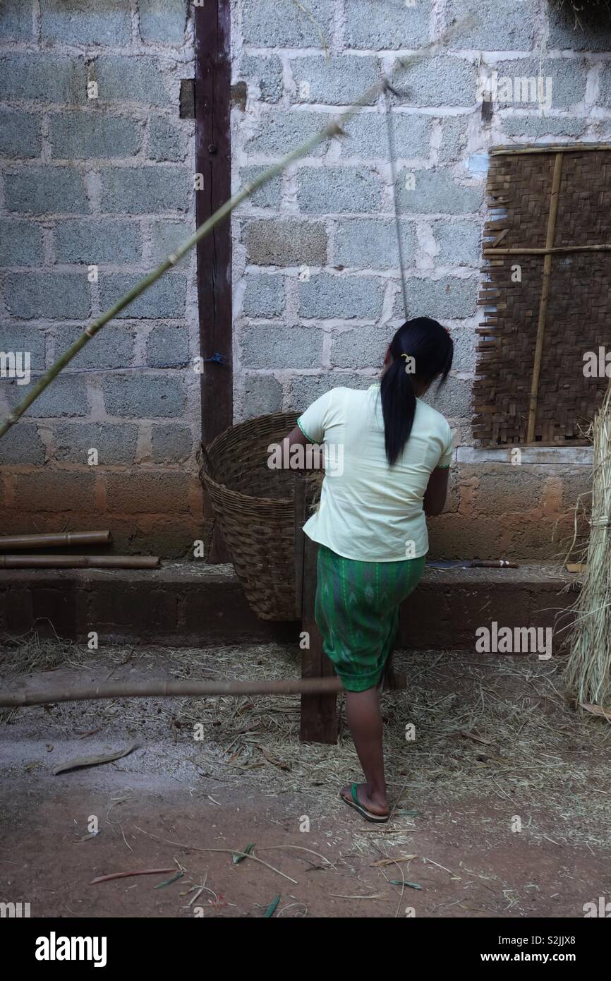Rural scene in Myanmar: young woman, rear view, cutting rice at a special machine made out of Bamboo. Stock Photo