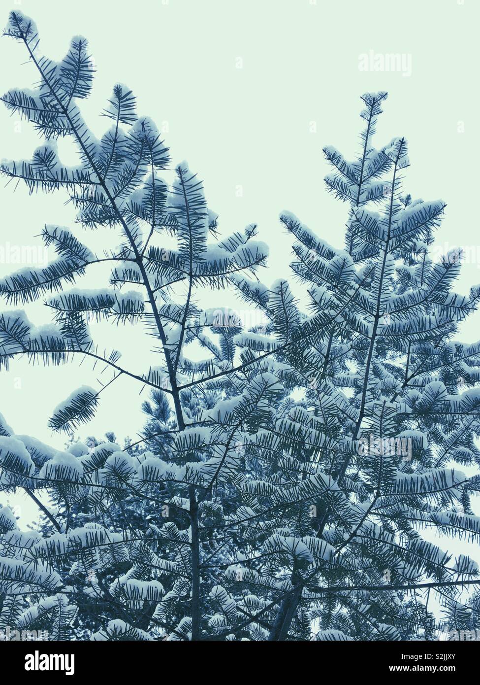 Fir branches covered snow hi-res stock photography and images - Alamy