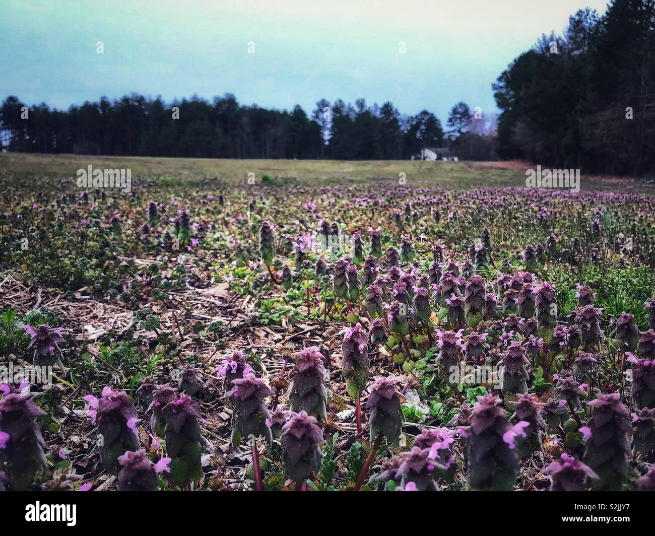 Field of Purple Deadnettle in North Carolina early spring - Smartphone Captured Stock Image