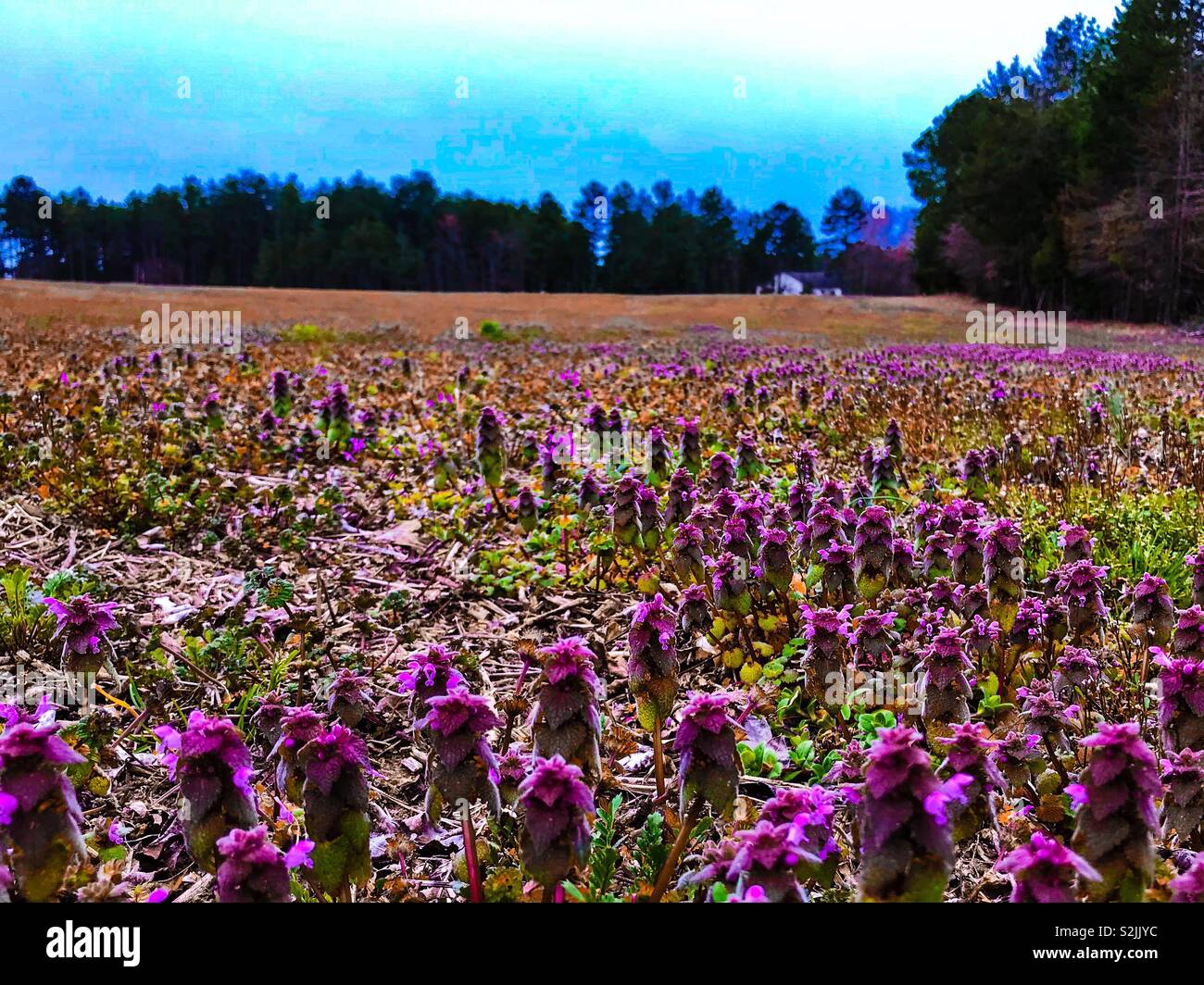 Vivid Velikdenche, or Purple Deadnettle in North Carolina field, early spring - Smartphone Captured Stock Image