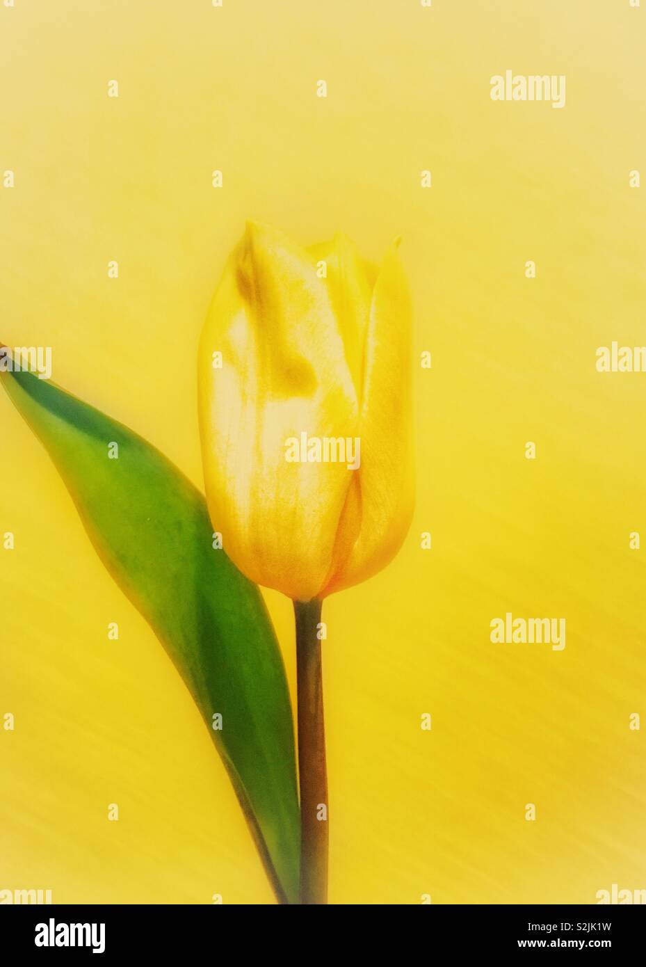 Yellow tulip and green leaf against textured yellow background Stock Photo