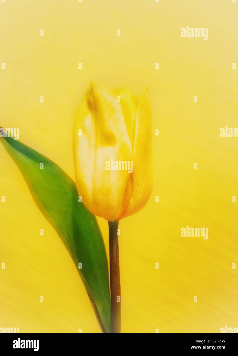 Yellow tulip and green leaf against textured yellow background - Smartphone Captured Stock Image