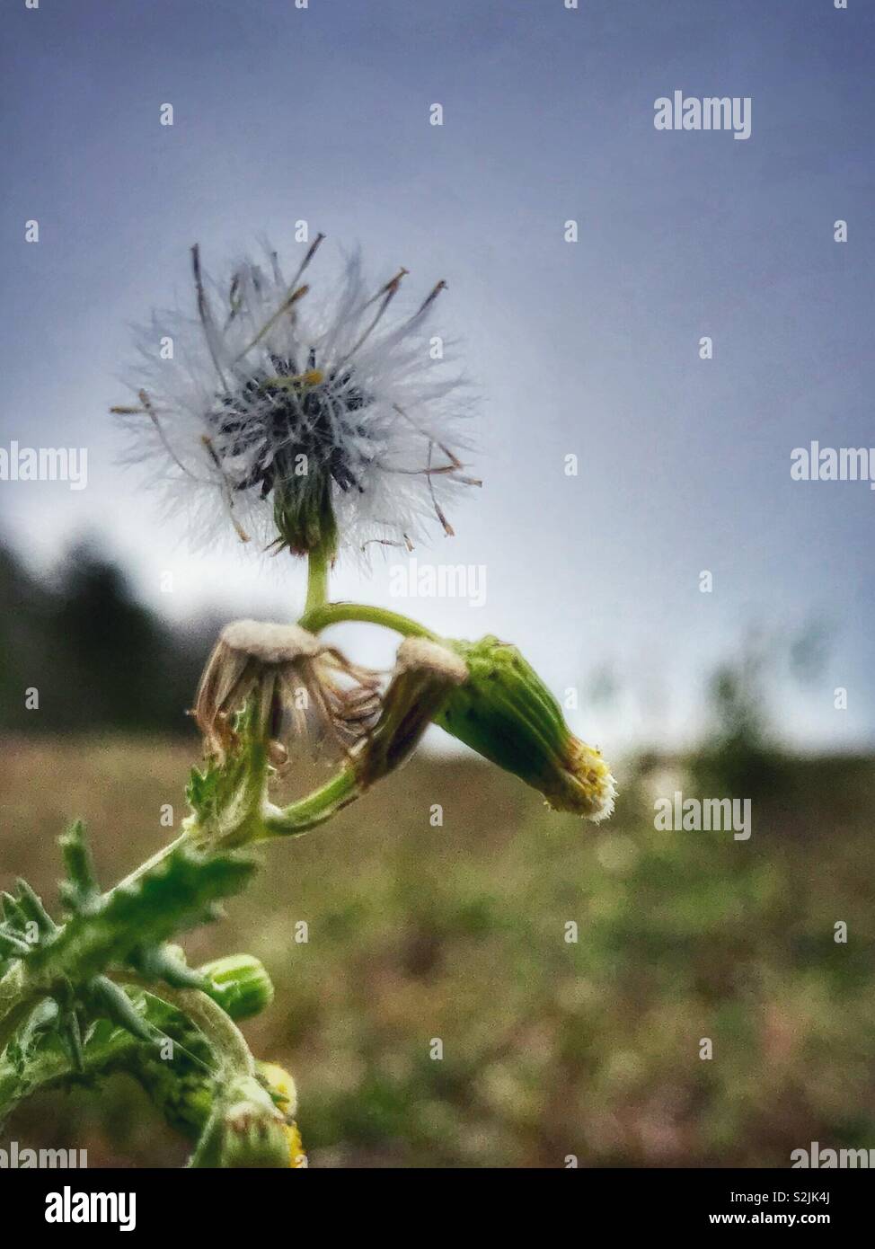 Annual Sowthistle, a dandelion lookalike, and it’s seedhead in farm field - Smartphone Captured Stock Image