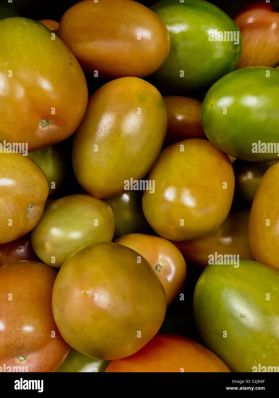 Unripened tomatoes - Smartphone Captured Stock Image