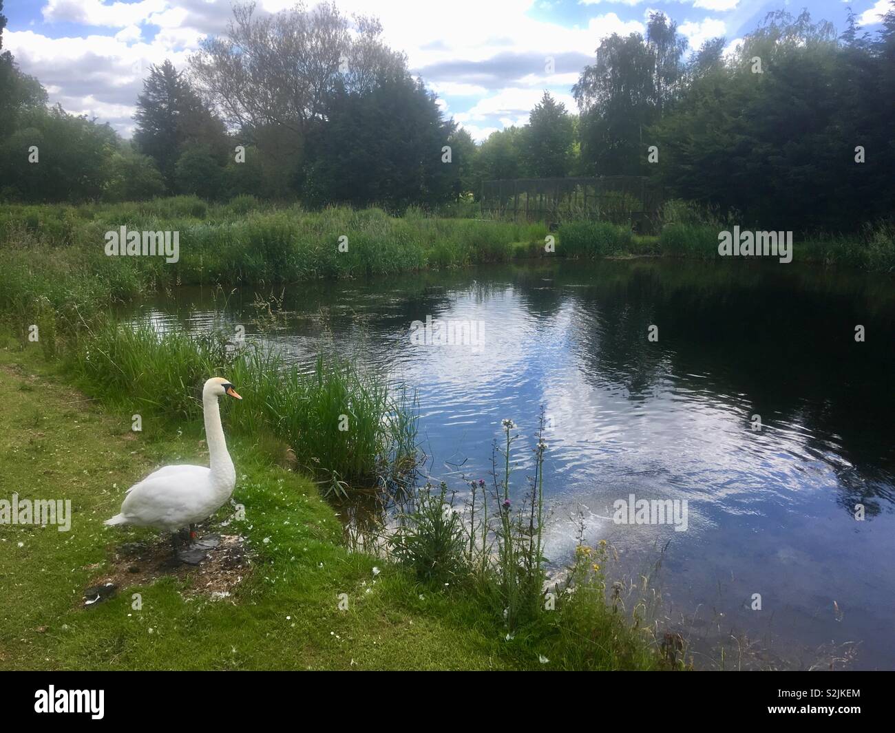 Swan on the bank of the Mimram River in the grounds of Tewin Bury Farm, Hertfordshire Stock Photo