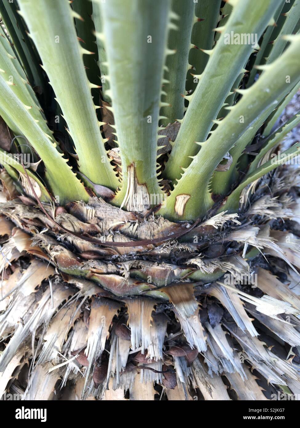 Palm Tree With Thorns Stock Photos Palm Tree With Thorns Stock