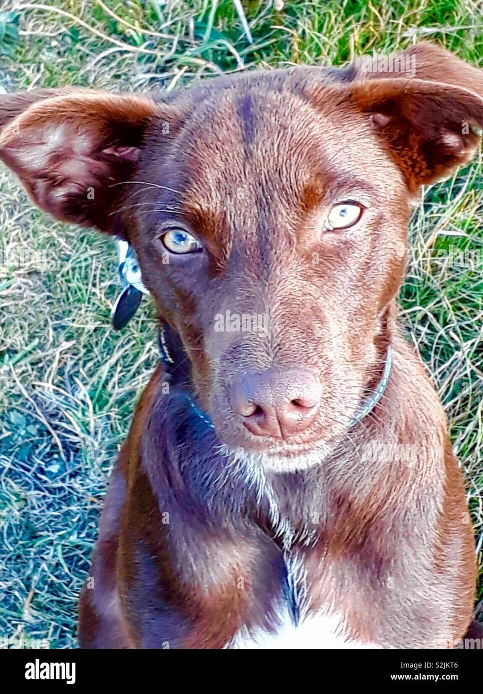 Chocolate puppy dog Stock Photo Alamy