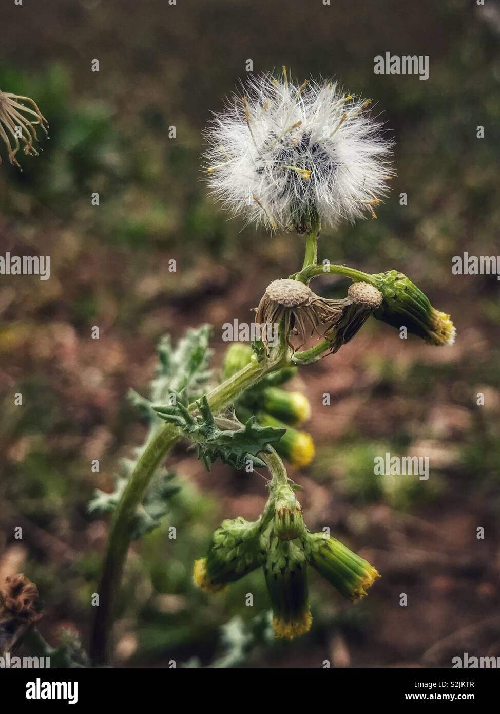Dandelion-like seedhead, Sonchus oleraceus stands in field in early spring Stock Photo