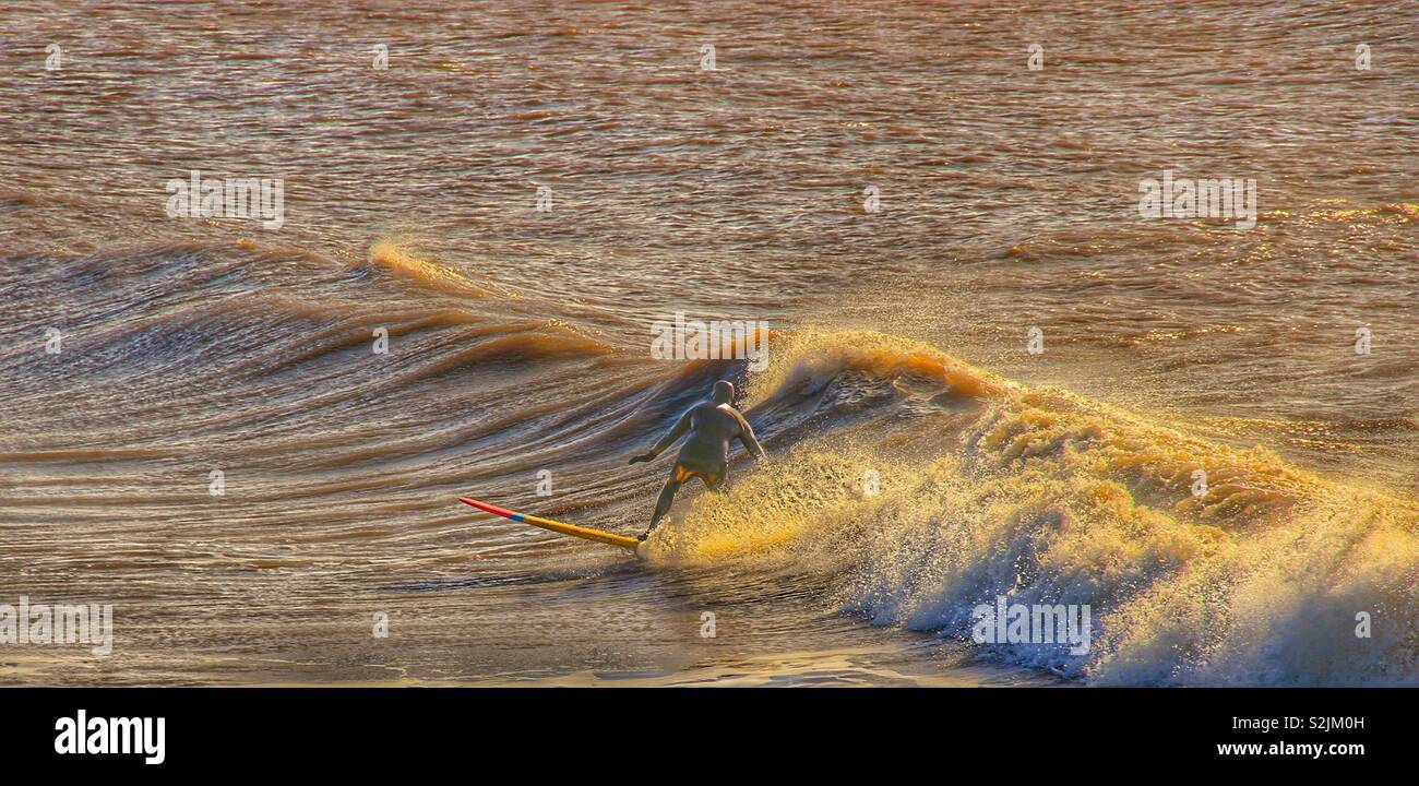 Isolated surfer riding a wave in full winter wetsuit in evening sunshine Stock Photo