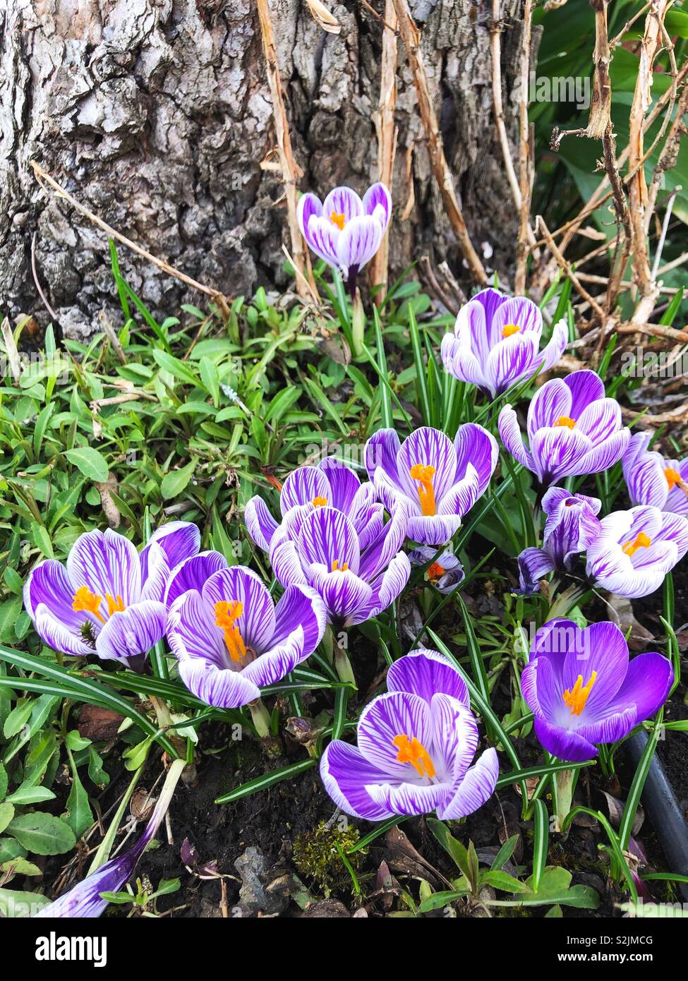 Crocus flowers growing in Eugene, Oregon, USA Stock Photo Alamy