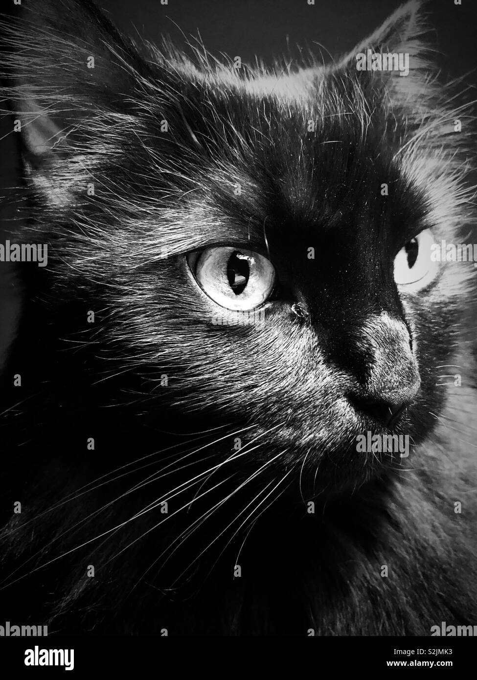Beautiful long haired black cat in black and white Stock Photo