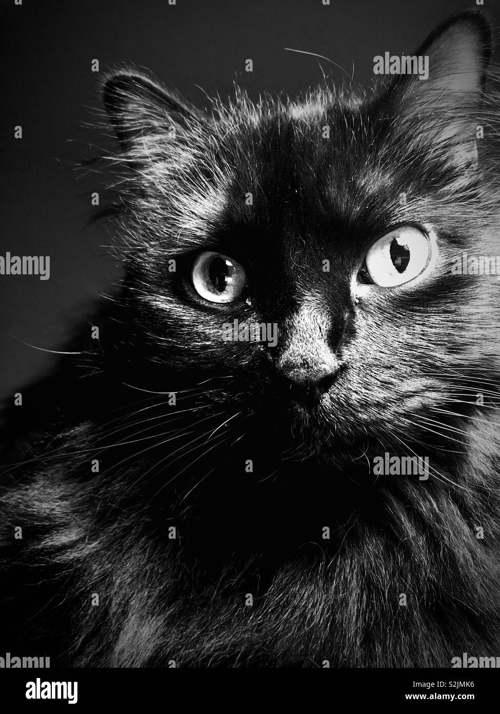 White with black cat black and white smartphone stock photos - Alamy
