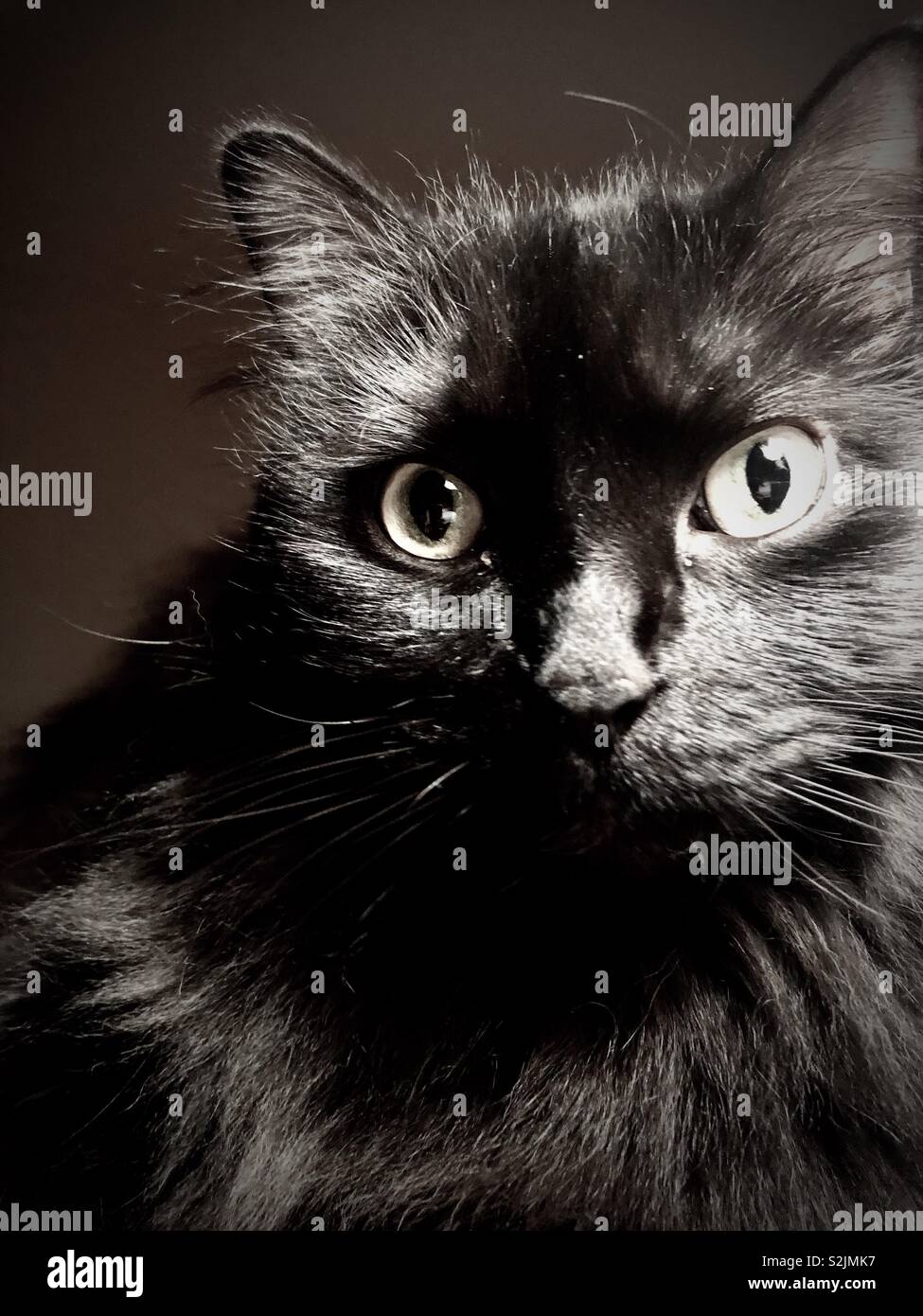 Beautiful long haired black cat - Smartphone Captured Stock Image