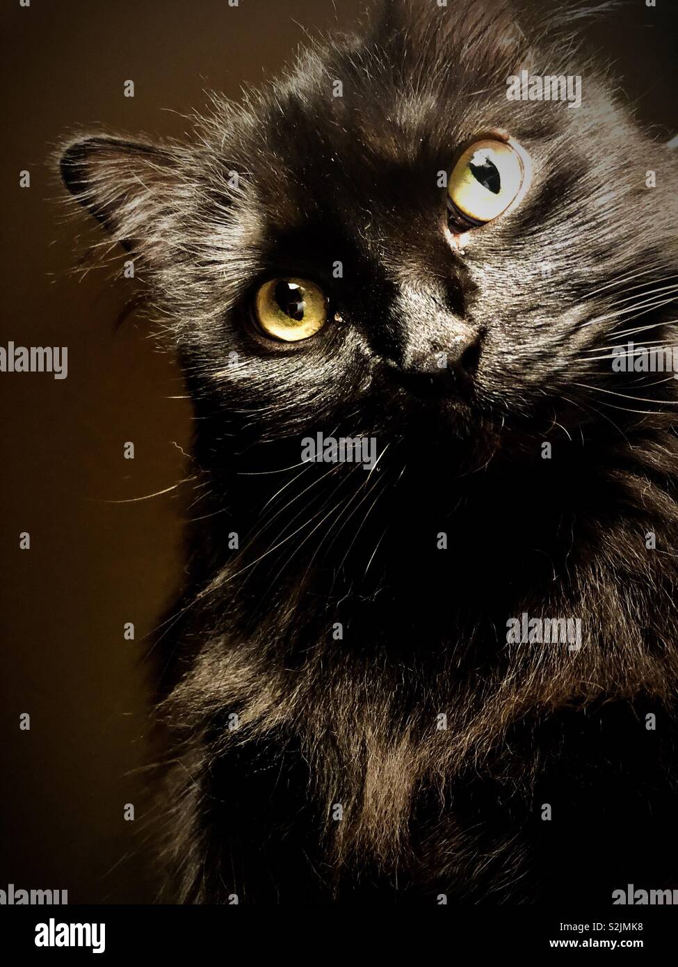 Beautiful long haired black cat looking quizzically at the camera - Smartphone Captured Stock Image
