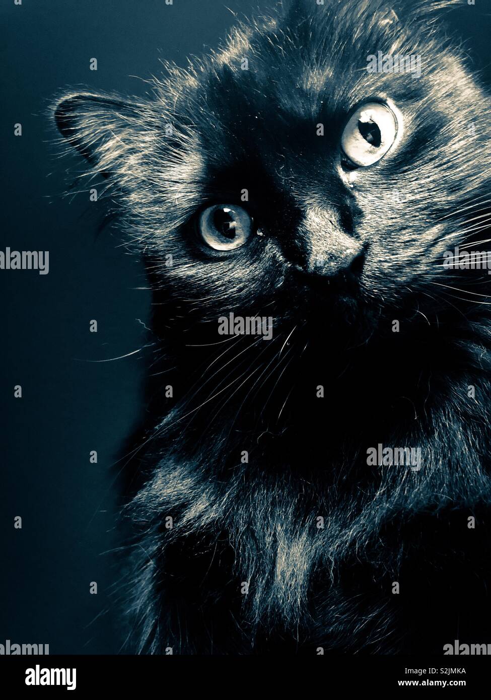 Beautiful black cat portrait with dramatic filter applied - Smartphone Captured Stock Image