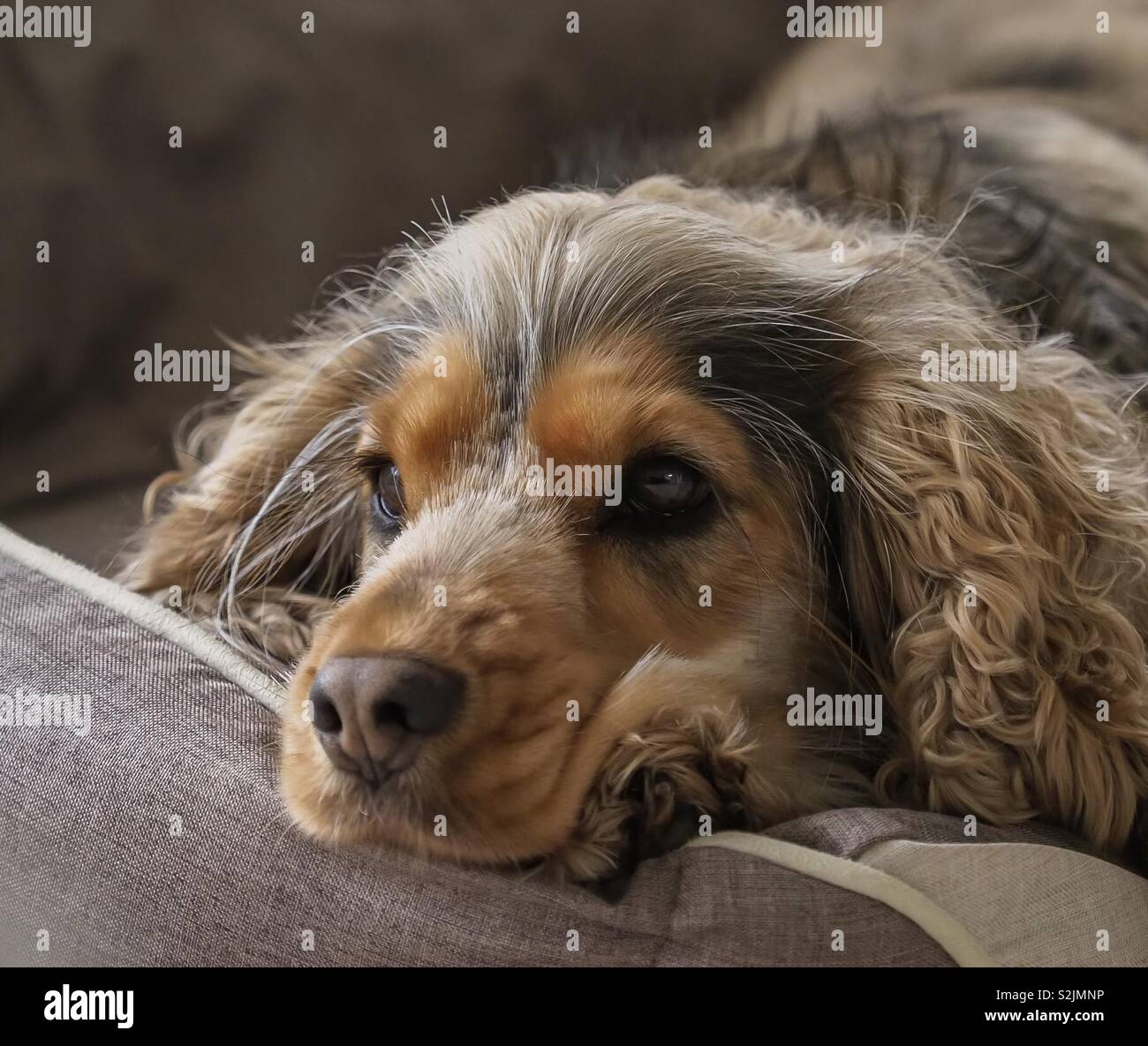 Cocker Spaniel lying in bed Stock Photo Alamy