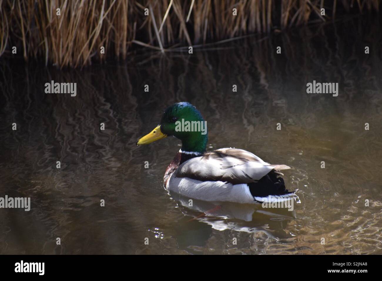 Green head mallard in a stream - Smartphone Captured Stock Image