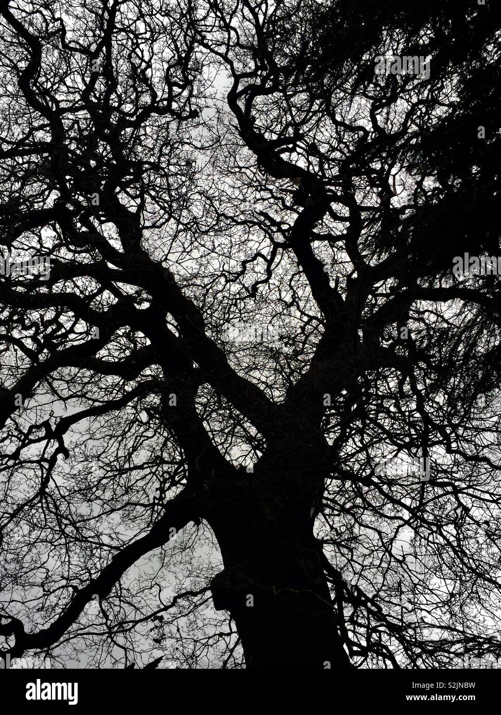 Tree map hi-res stock photography and images - Alamy