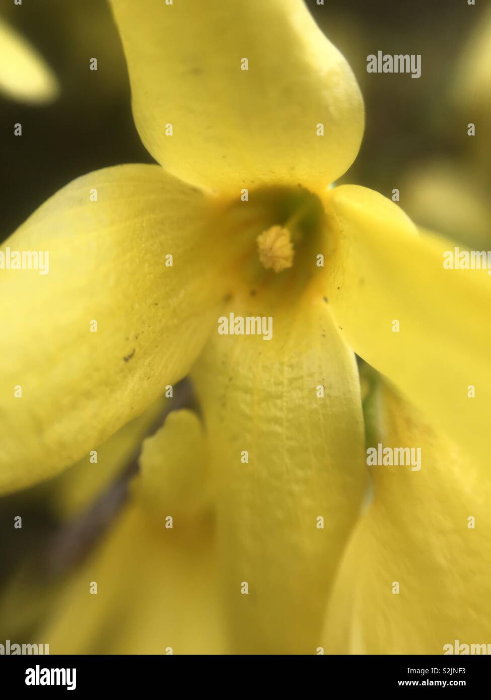 Flowering winter jasmine Stock Photo Alamy