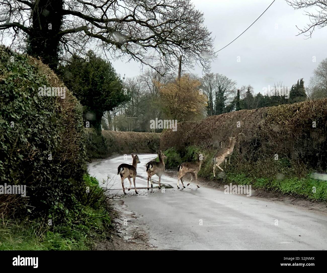 A chance encounter as Red Deer cross the road in front of a car opposite the London Brewery at Dunsden Green in the Chilterns. - Smartphone Captured Stock Image A chance encounter as Red Deer cross the road in front of a car opposite the London Brewery at Dunsden Green in the Chilterns. - Smartphone Captured Stock Image
