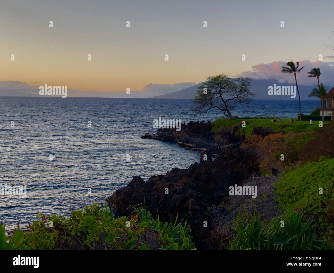 Shoreline tree hi-res stock photography and images - Alamy