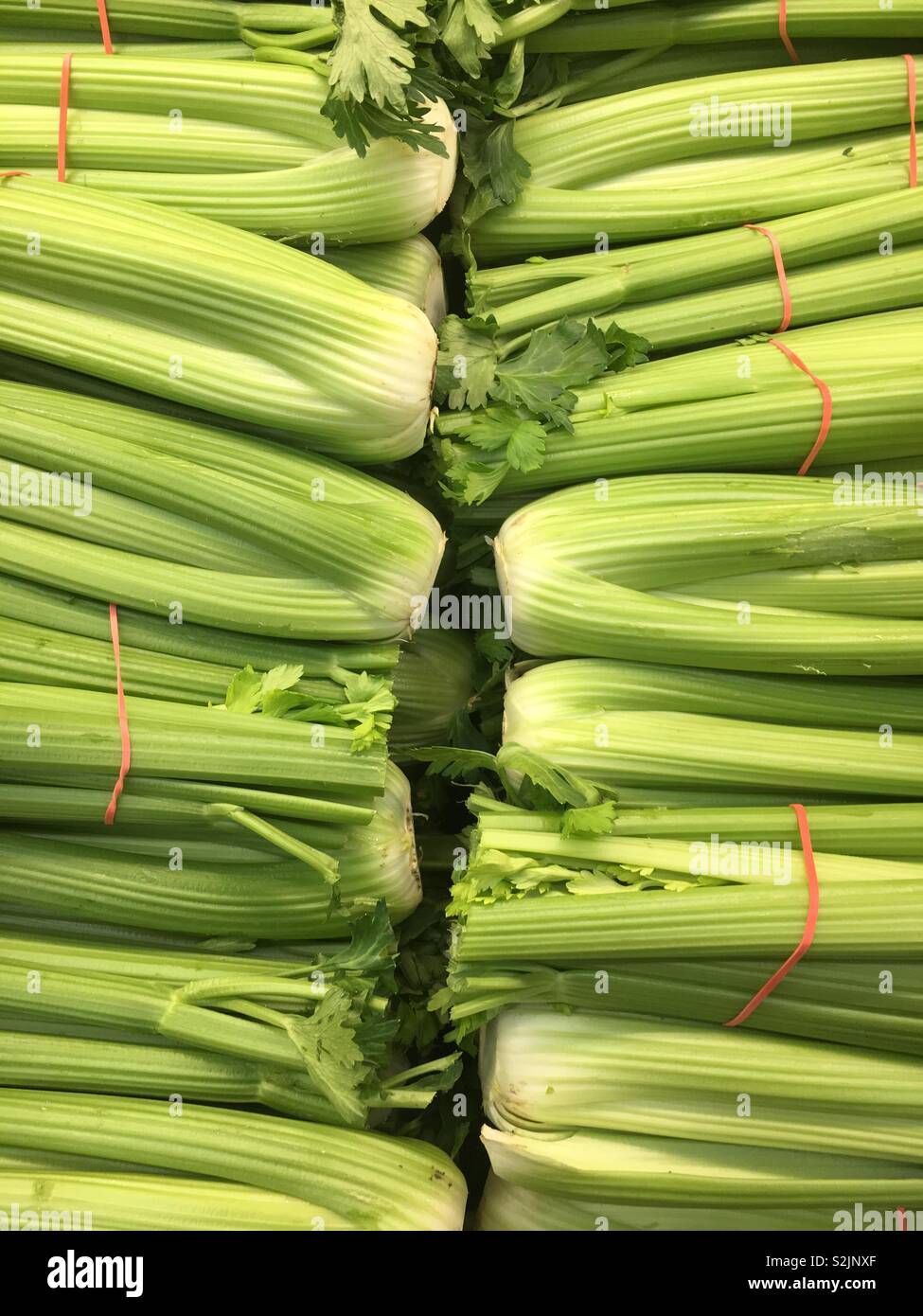 Fresh celery stalks for sale at the local produce vendor. Stock Photo