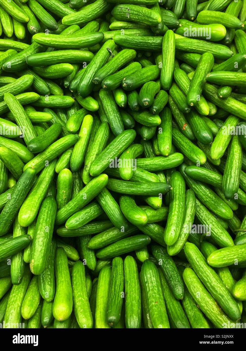 Fresh green and ripe miniature cucumbers ready for sale at the local produce market. Stock Photo
