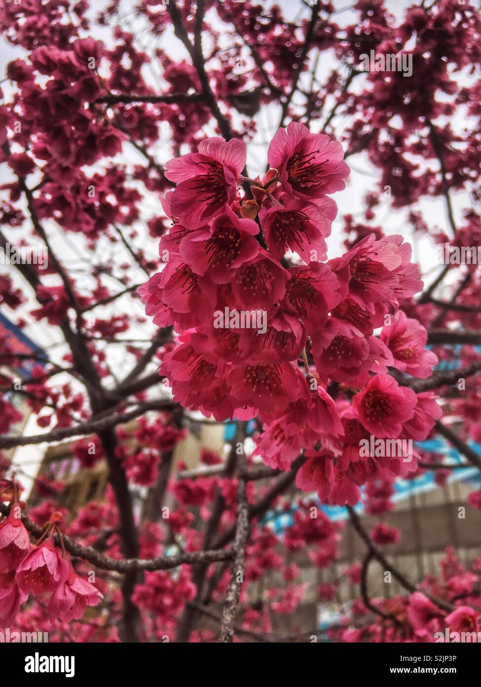 Pink cherry blossoms in Tokyo, Japan Stock Photo Alamy