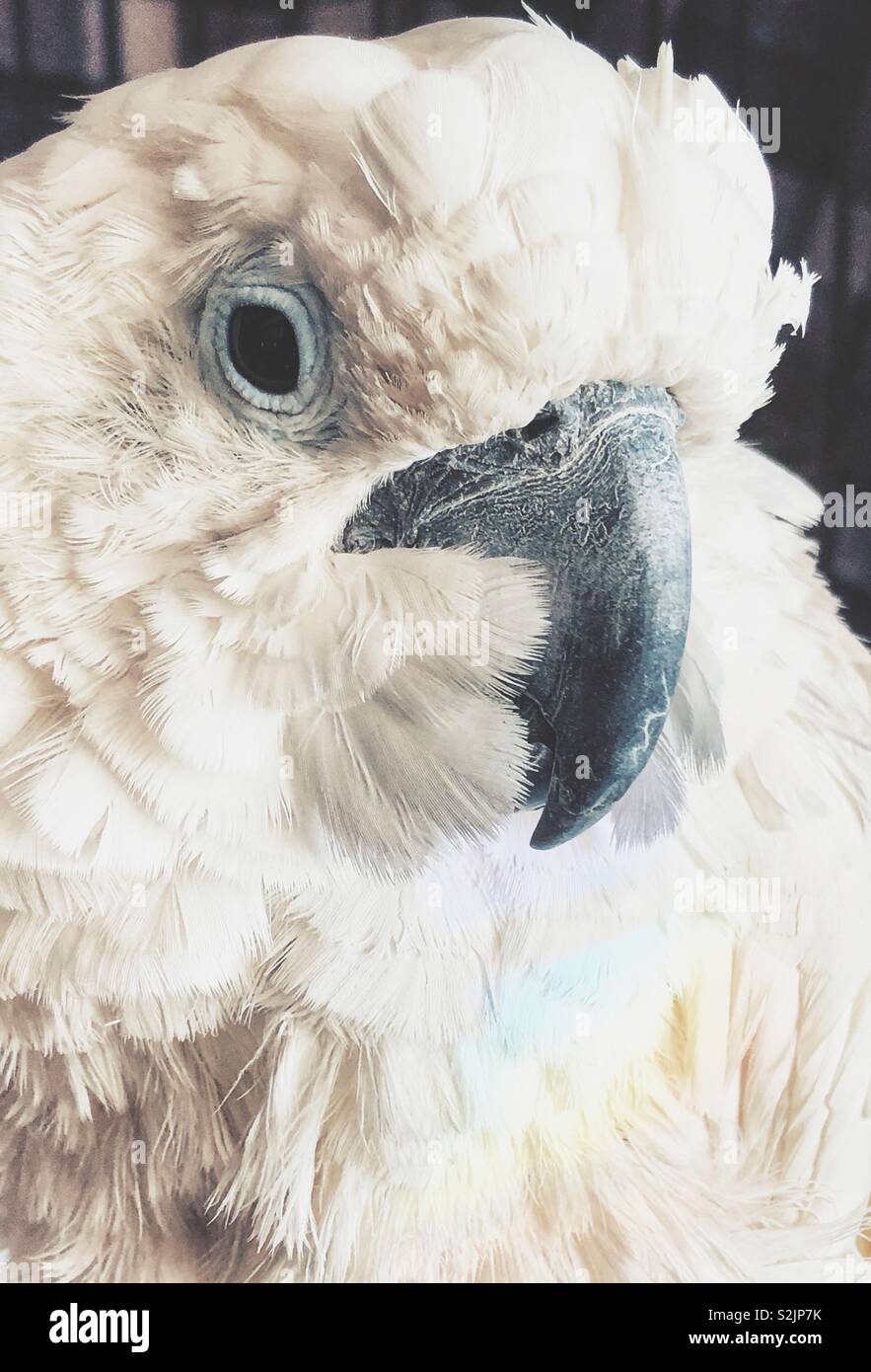 Closeup portrait of pet white cockatoo Stock Photo