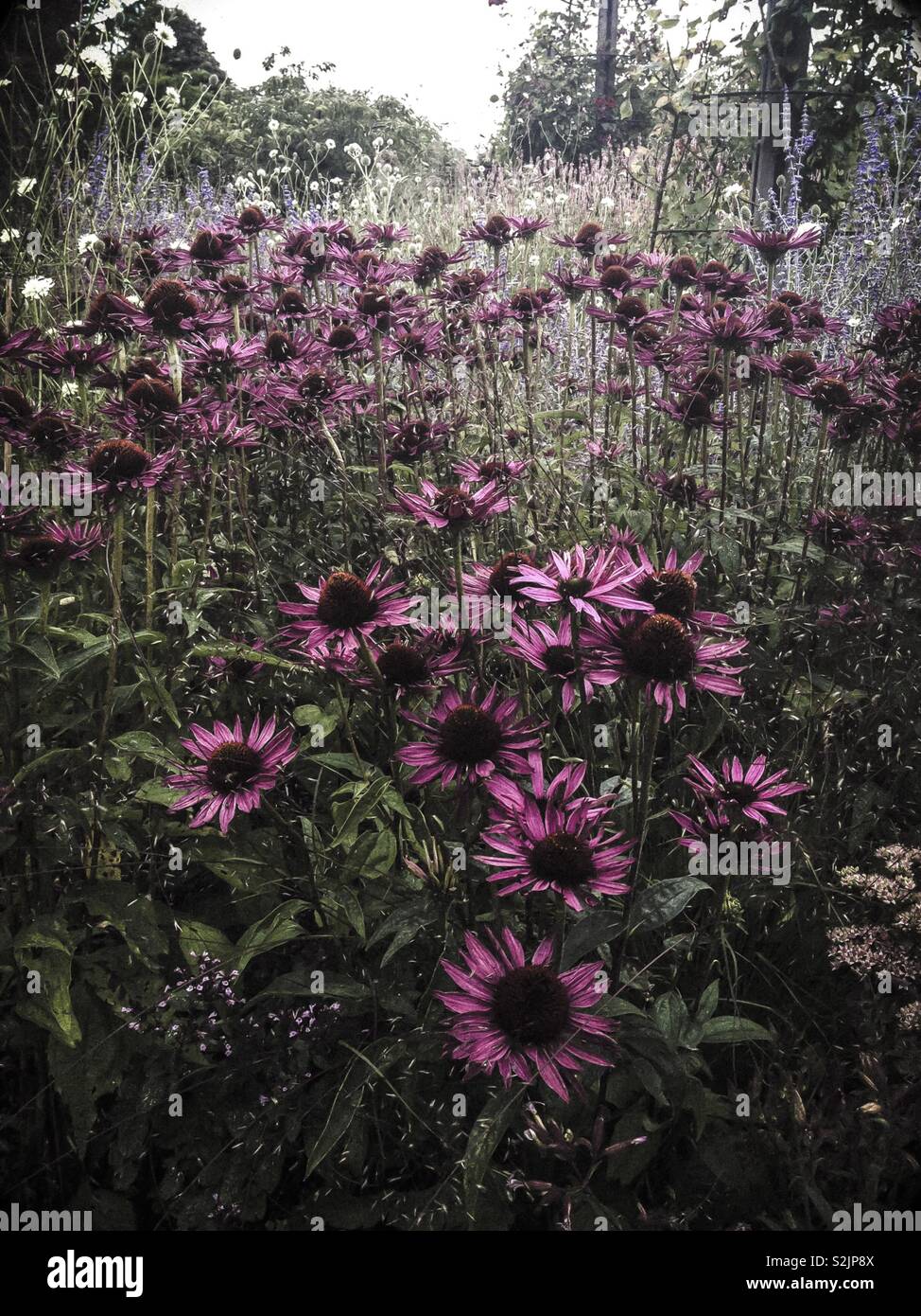 Meadow planting with masses of pink coneflowers (enchinasea purpurea), in dusk light Stock Photo