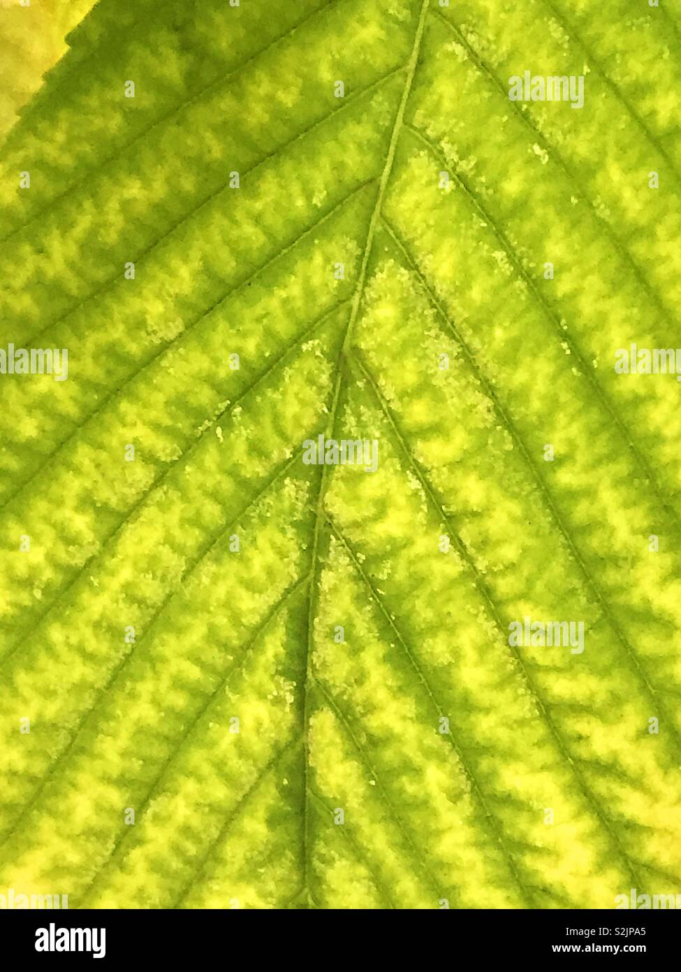 Leaf pattern - Smartphone Captured Stock Image