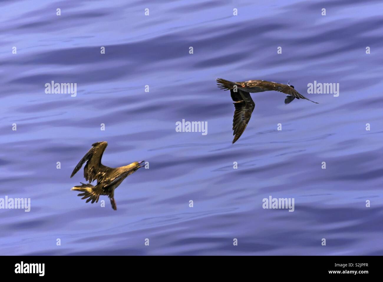 Seagulls catching flying fish Stock Photo Alamy