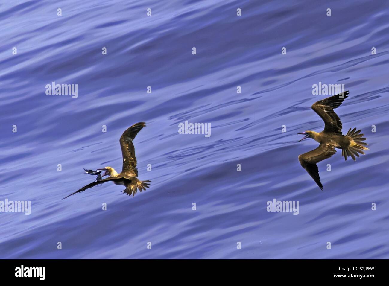 Seagulls catching flying fish Stock Photo Alamy